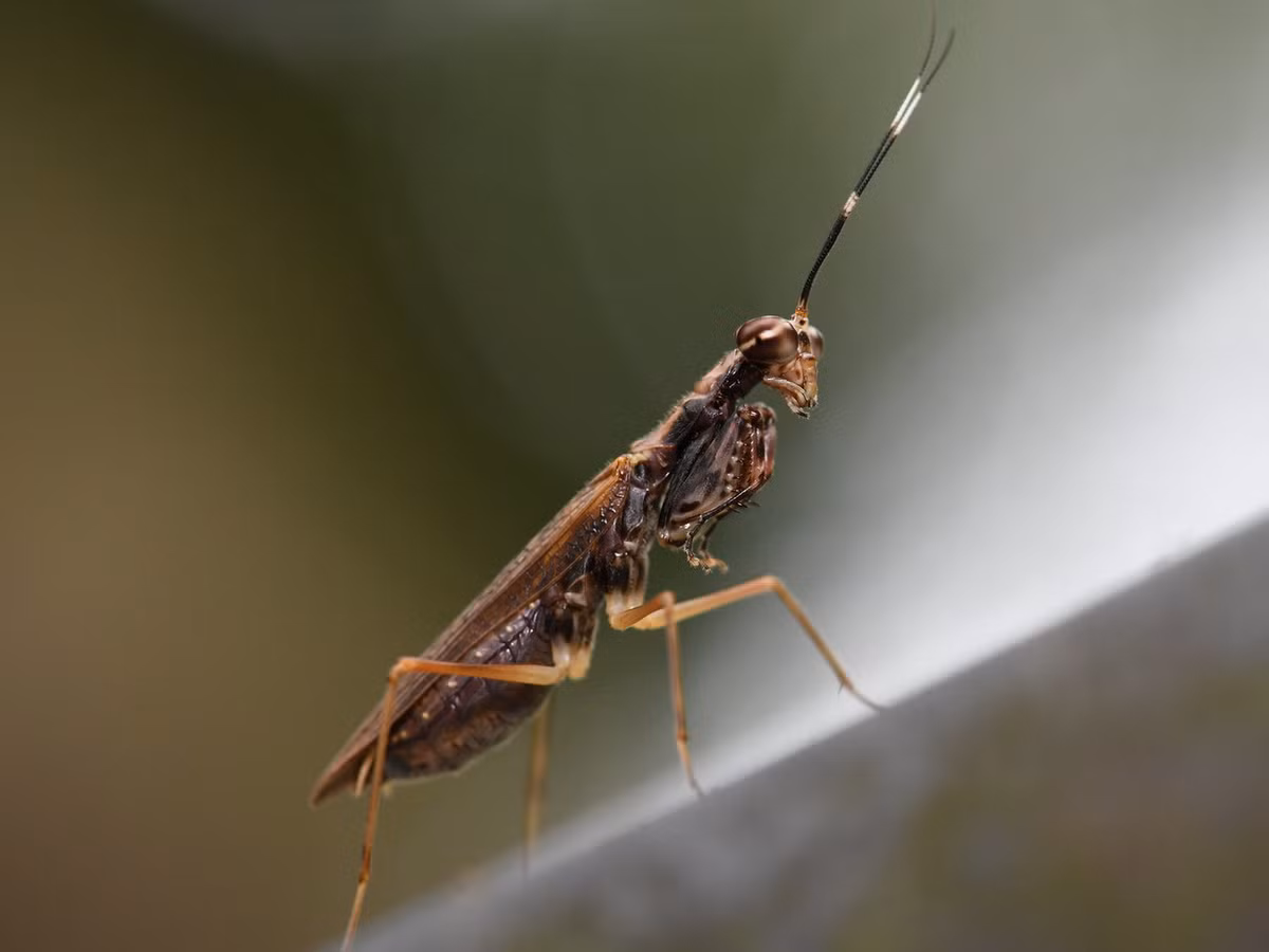 Bọ ngựa râu khoang trắng (Hapalopeza occipitalis). Ảnh: Gomen S / Flickr.