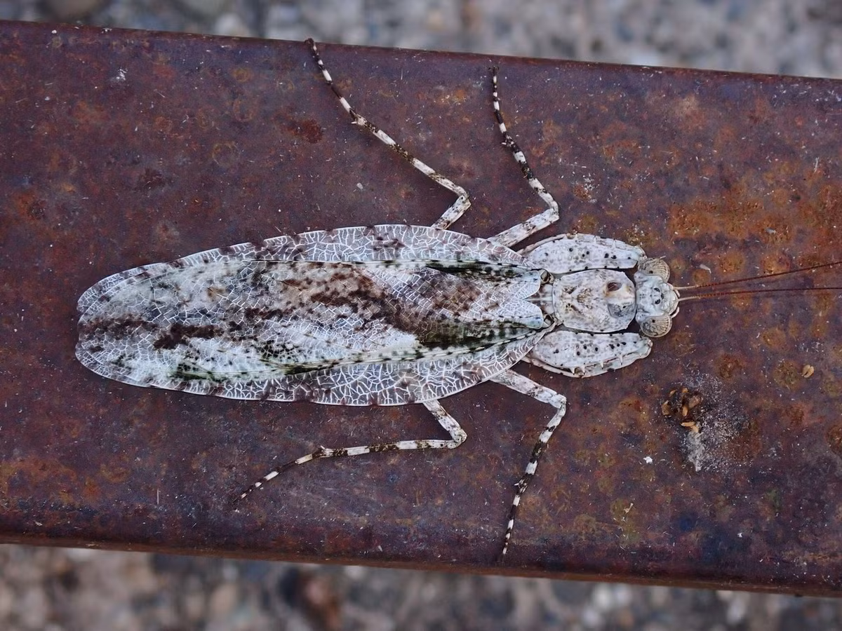 Bọ ngựa mép cánh rộng (Theopompa ophthalmica, Theopompa servillei). Ảnh: Encyclopedia of Life.