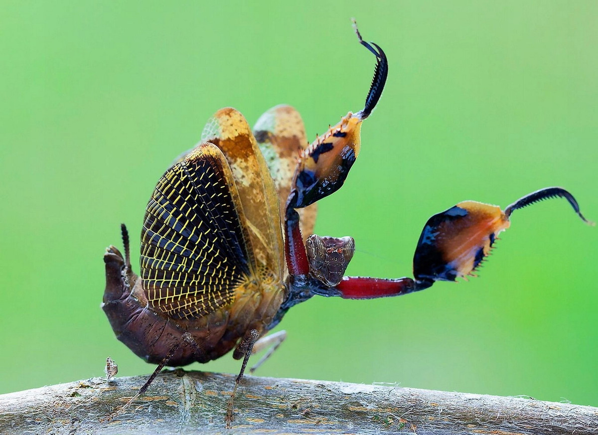 Bọ ngựa đùi to (Hestiasula major). Ảnh: Allegro.