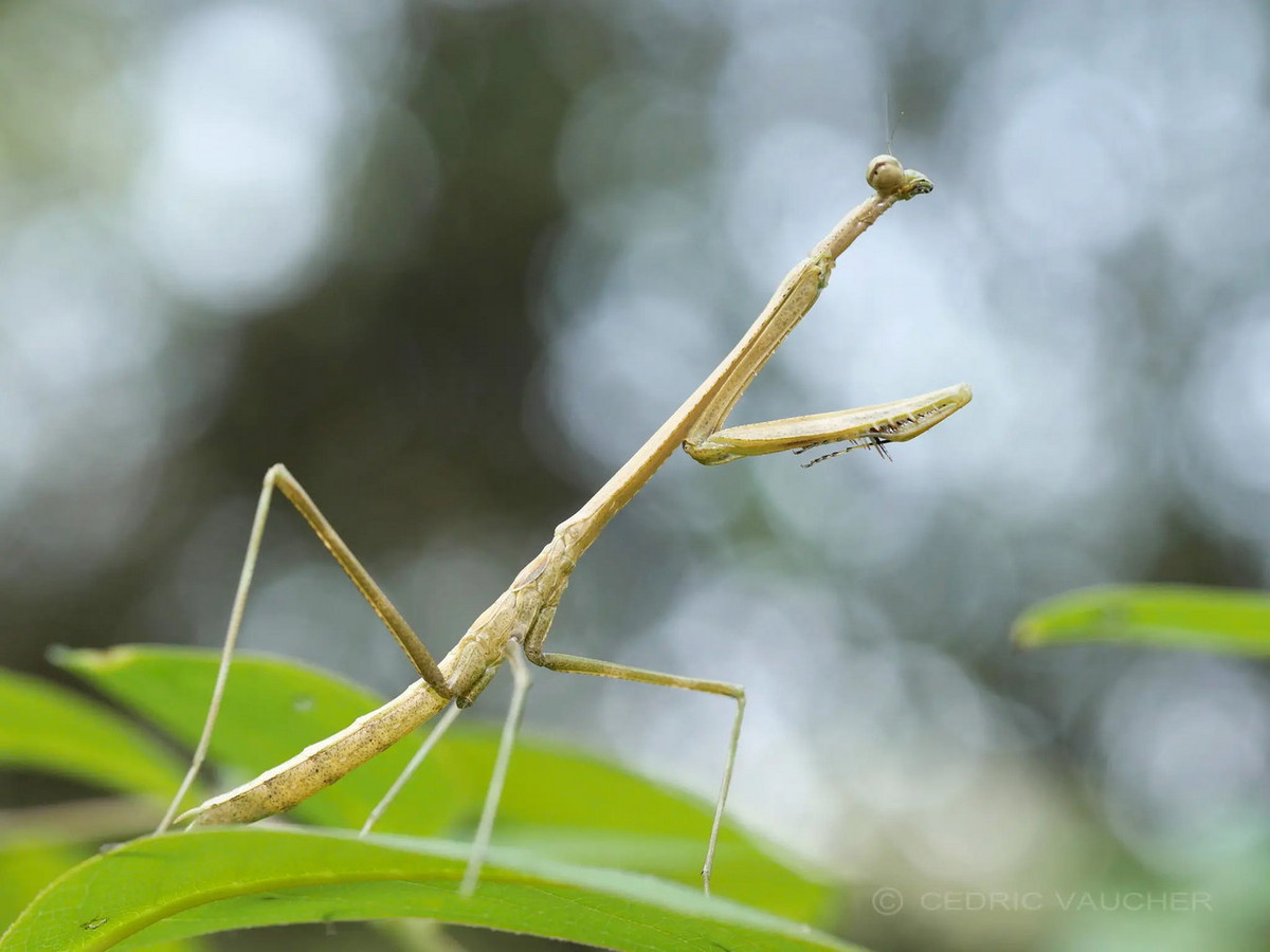 Bọ ngựa cổ dài (Euchomenella macrops, Euchomenella pallida). Ảnh: Mantis Topia.