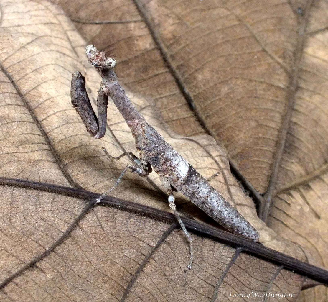 Bọ ngựa gờ ống (Ambivia undata). Ảnh: iNaturalist.