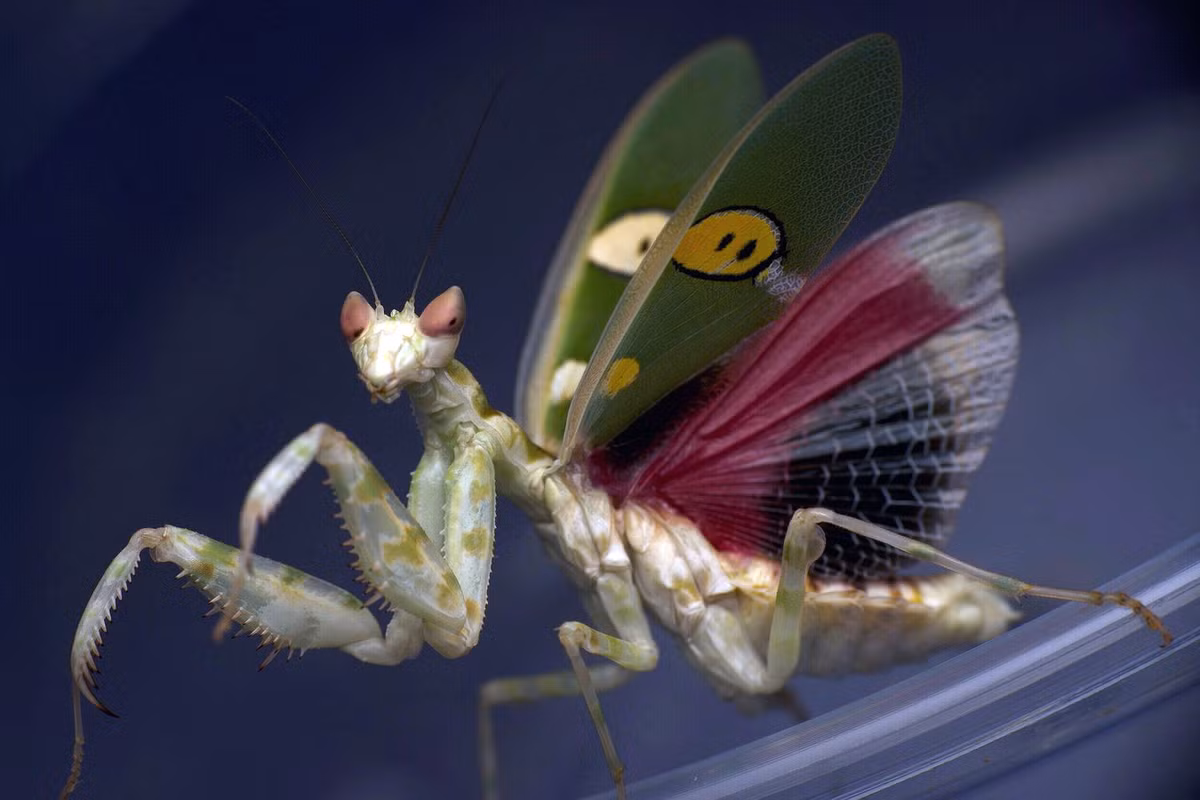  Bọ ngựa cánh đốm (Creobroter apicalis, Creobroter gemmatus, Creobroter urbanus). Ảnh: Mantis World USA.