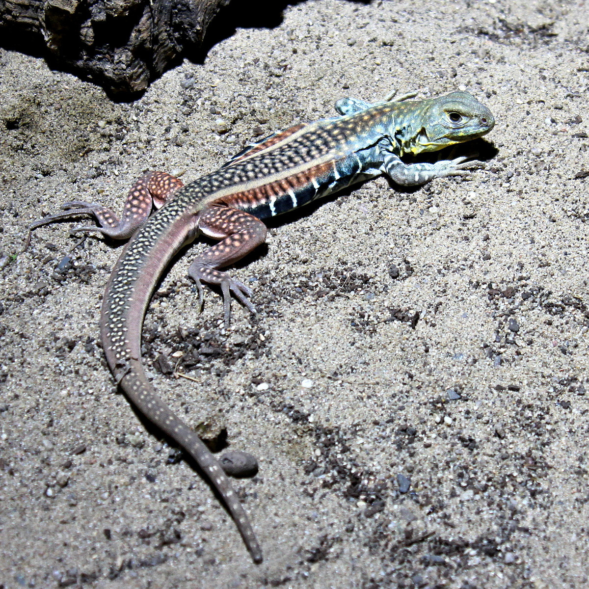 Nhông cát Gutta (Leiolepis guttata). Kích cỡ: Dài thân 12 cm, dài đuôi 29 cm. Khu vực phân bố: Quảng Trị, Thừa Thiên Huế, Quảng Nam - Đà Nẵng (cũ), Khánh Hòa. Ảnh: BioLib.