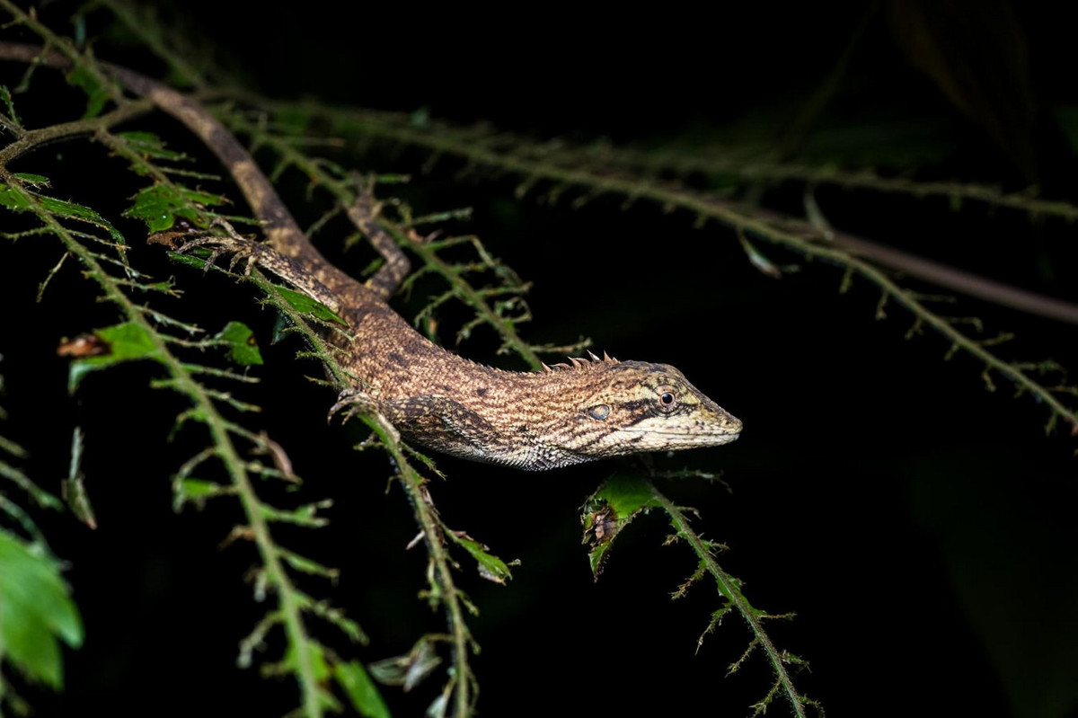 Nhông vảy nhỏ (Pseudocalotes microlepis). Kích cỡ: Dài thân 5-8 cm, dài đuôi 10-15 cm. Khu vực phân bố: Bắc Kạn, Quảng Ninh, Thừa Thiên Huế, Đà Nẵng, Lâm Đồng. Ảnh: Thai National Parks.