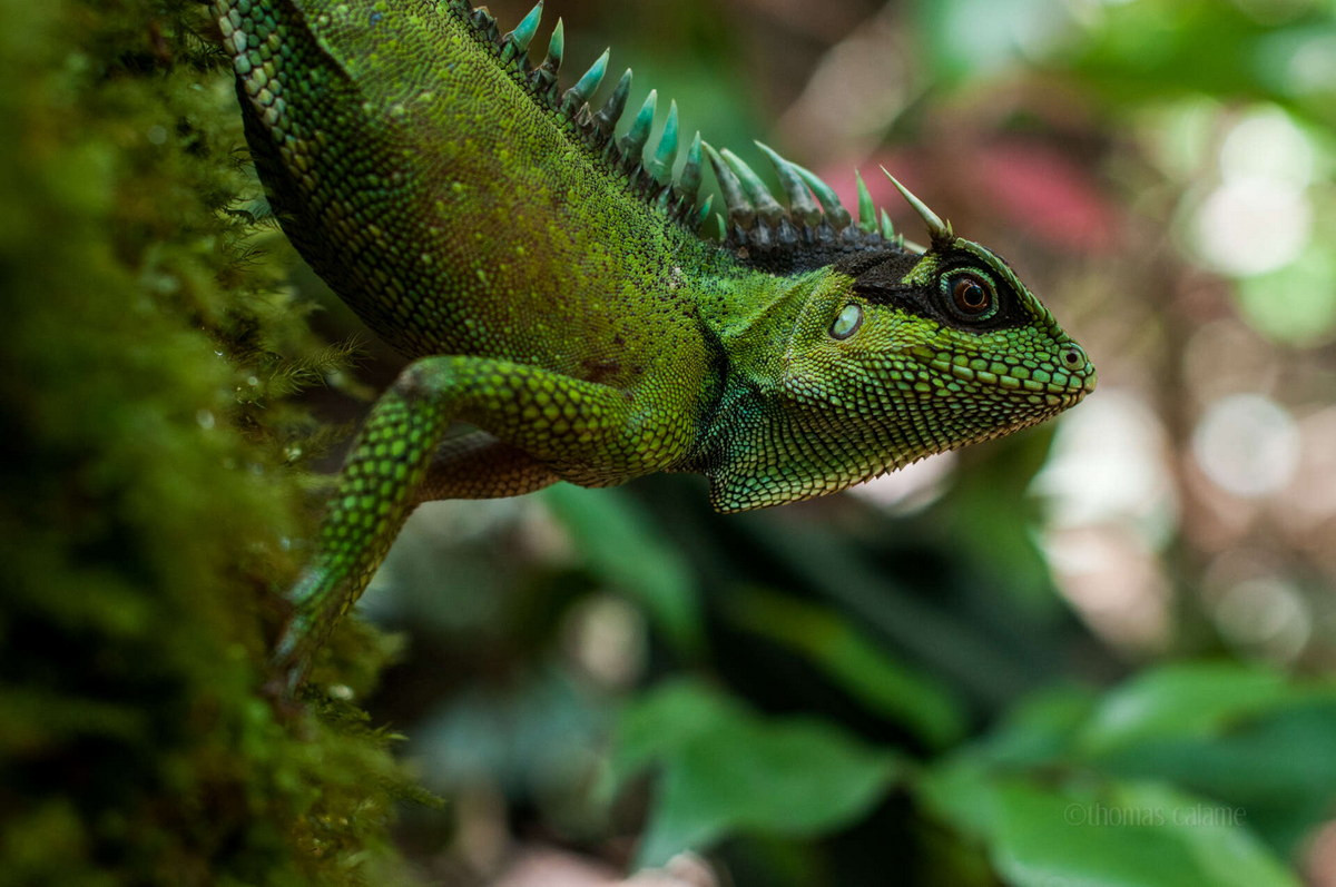 Nhông Natalia (Acanthosaura nataliae). Kích cỡ: Dài thân 12-16 cm, dài đuôi 17-29 cm. Khu vực phân bố: Từ Thanh Hoá đến các tỉnh Tây Nguyên (Kon Tum, Gia Lai). Ảnh: Encyclopedia of Life.