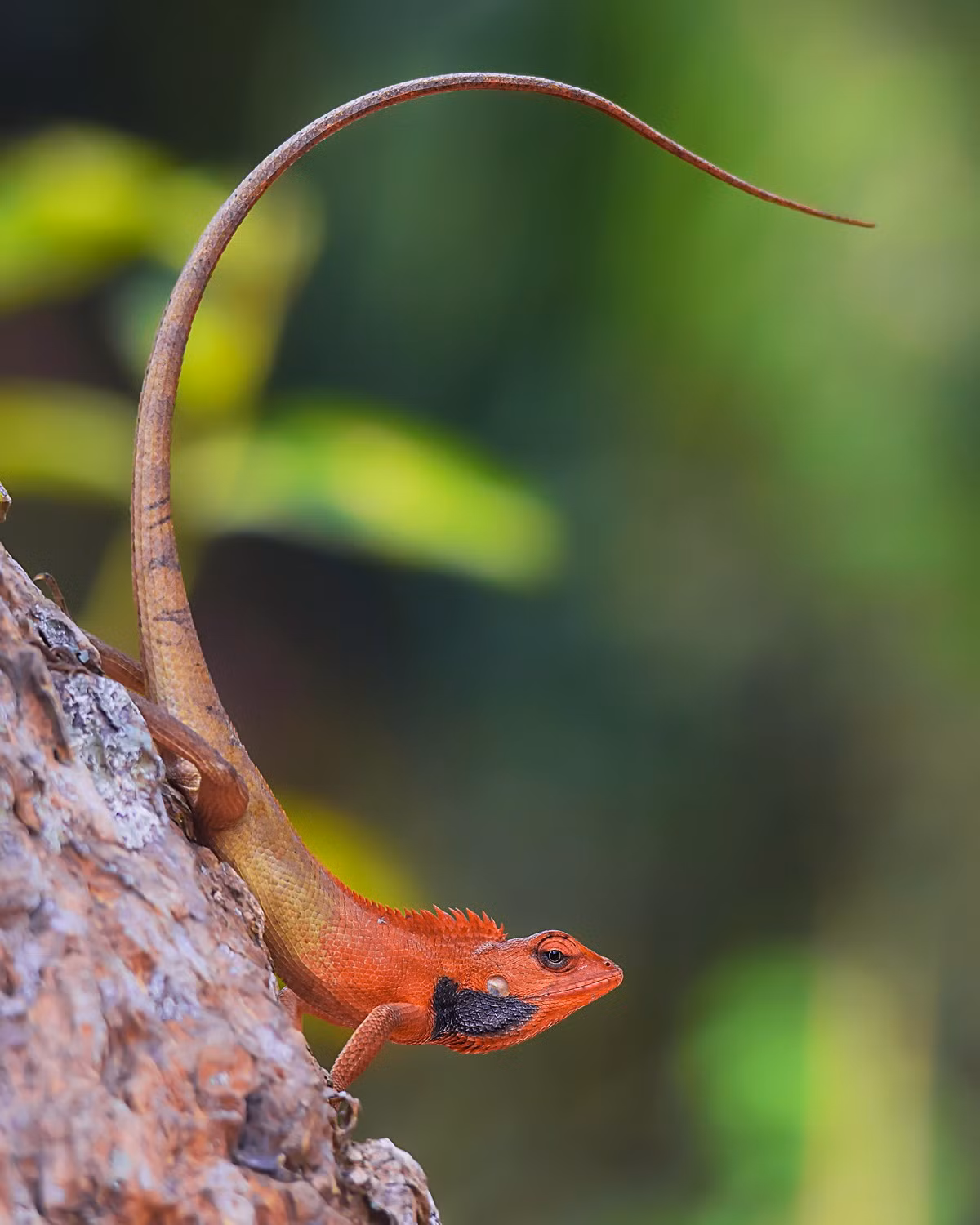  Nhông hàng rào (Calotes versicolor). Kích cỡ: Dài thân 7-8 cm, dài đuôi 12-26 cm. Khu vực phân bố: Hầu khắp các tỉnh ở nước ta. Ảnh: India Biodiversity Portal.