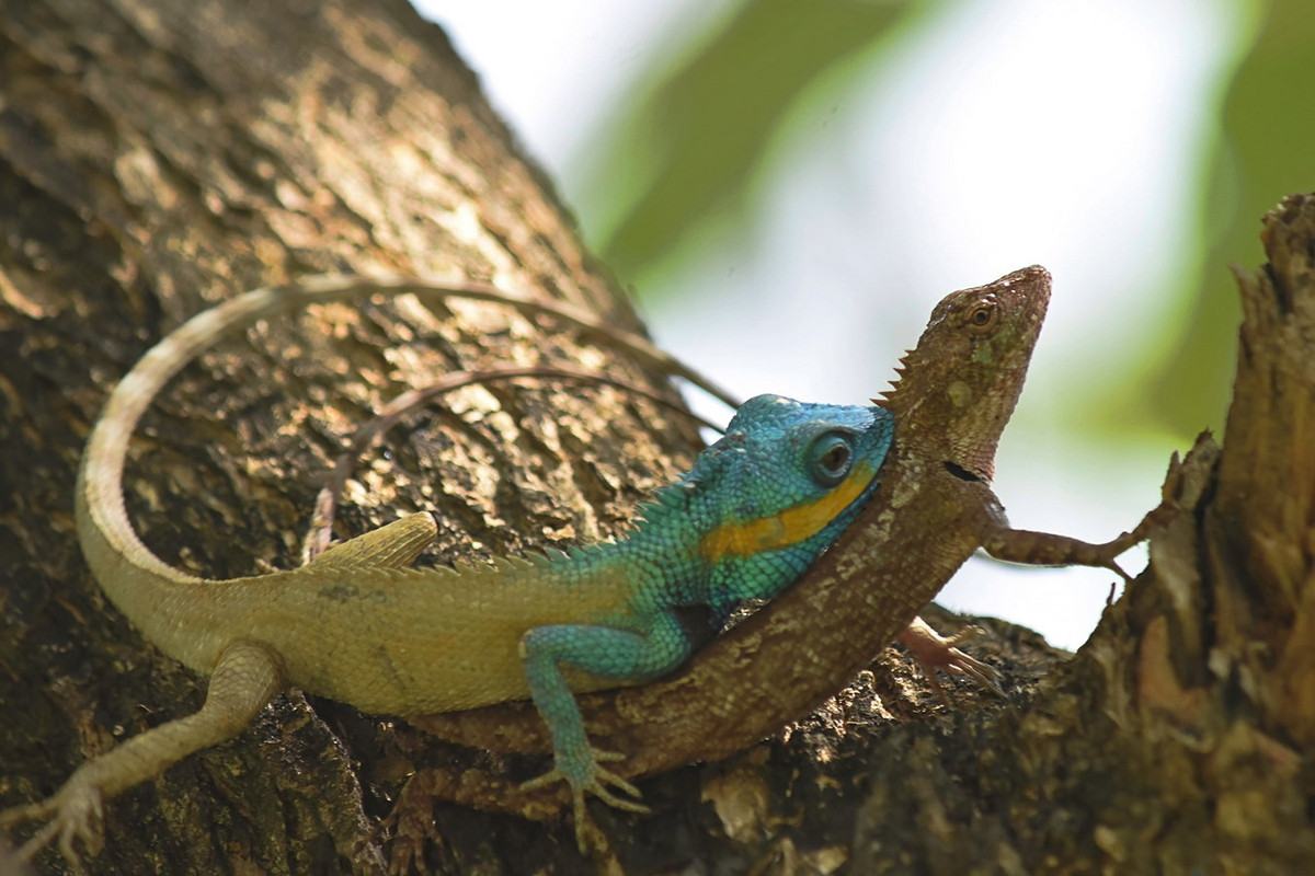 Nhông Bách (Calotes bachae). Kích cỡ: Dài thân 10 cm, dài đuôi 20 cm. Khu vực phân bố: Gia Lai, Đắk Lắk, Lâm Đồng, Khánh Hoà, Ninh Thuận, Bình Dương, Đồng Nai, TP HCM, Long An cho đến Kiên Giang (Hà Tiên). Ảnh: iNaturalist.