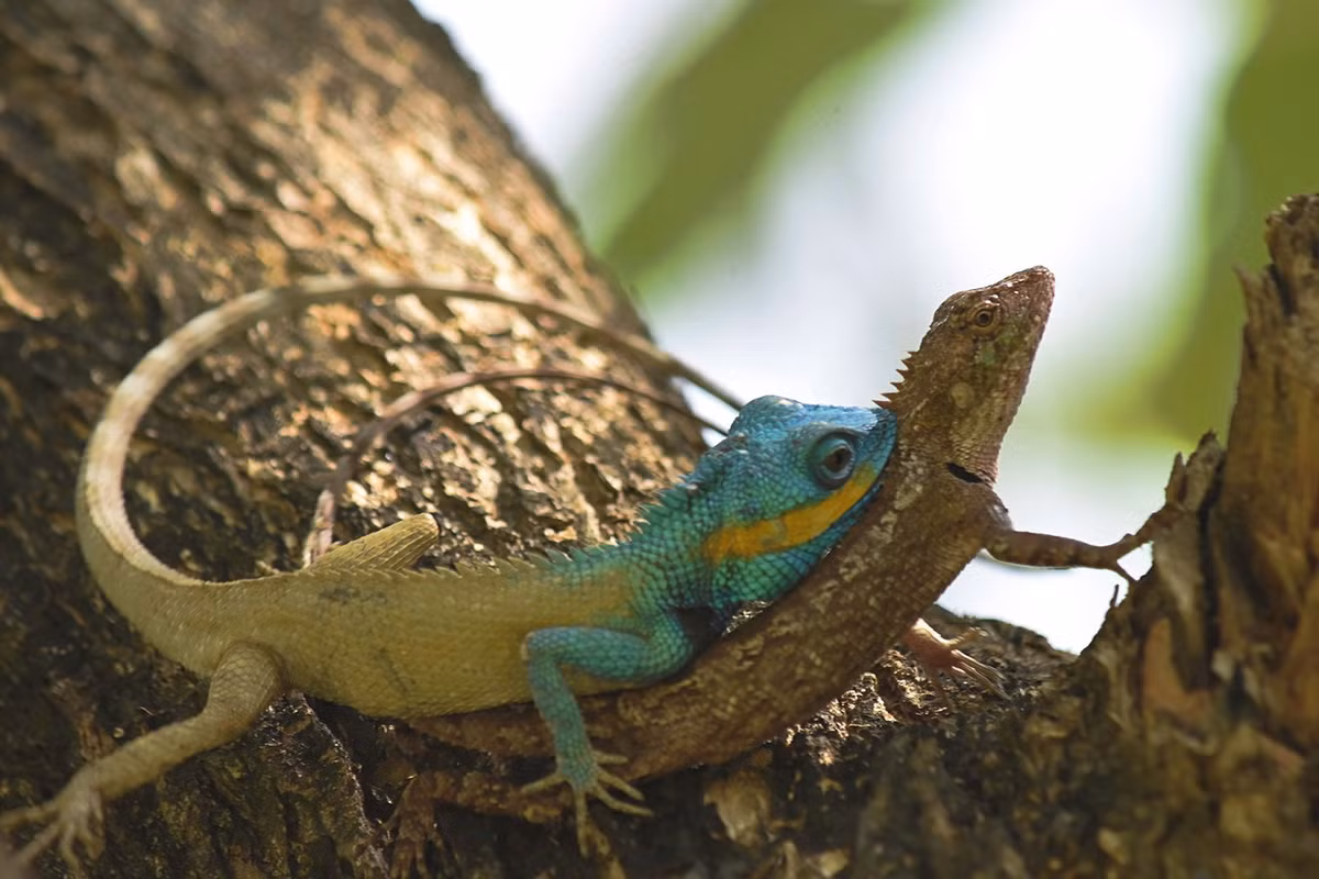 Nhông Bách (Calotes bachae). Kích cỡ: Dài thân 10 cm, dài đuôi 20 cm. Khu vực phân bố: Gia Lai, Đắk Lắk, Lâm Đồng, Khánh Hoà, Ninh Thuận, Bình Dương, Đồng Nai, TP HCM, Long An cho đến Kiên Giang (Hà Tiên). Ảnh: iNaturalist.