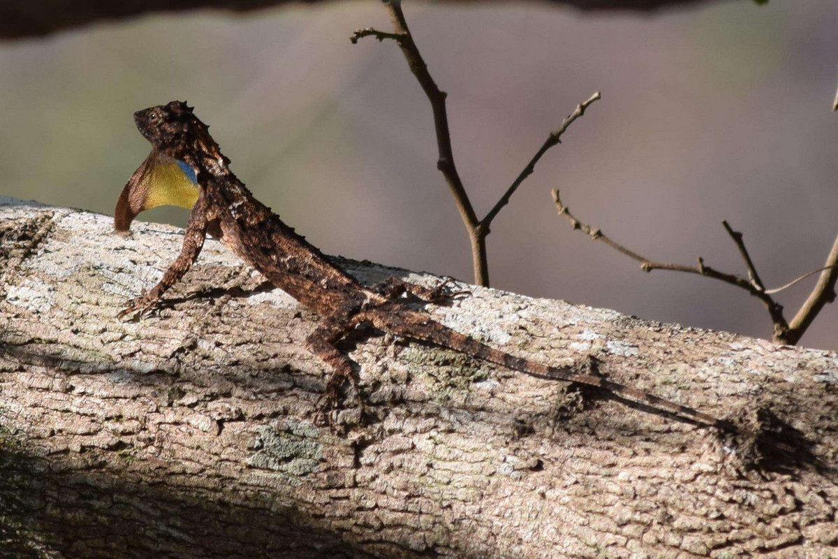 Thằn lằn bay đốm (Draco maculatus). Kích cỡ: Dài thân 7 cm, dài đuôi 12 cm. Khu vực phân bố: Cao Bằng, Vĩnh Phúc, Hà Tây (cũ), Quảng Ninh, Thừa Thiên Huế, Quảng Nam - Đà Nẵng (cũ), Lâm Đồng, Bà Rịa - Vũng Tàu (Côn Đảo). Ảnh: Encyclopedia of Life.