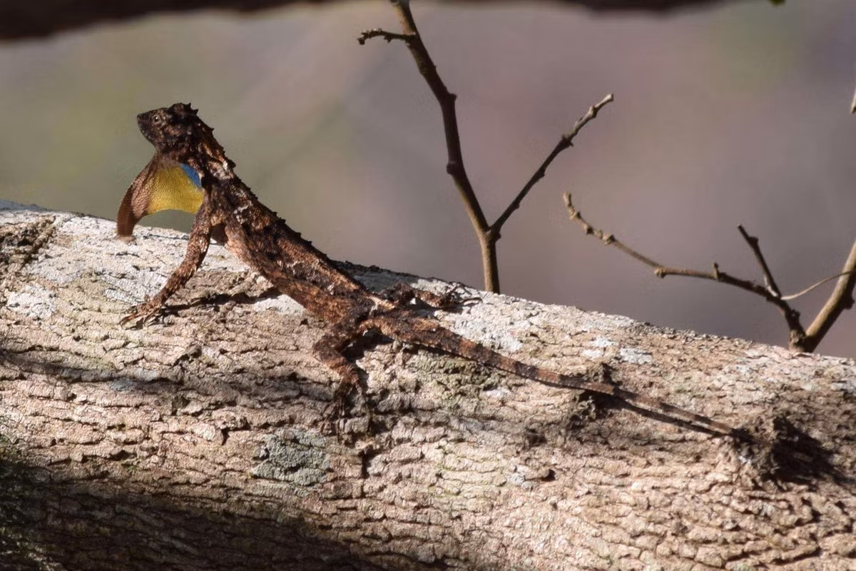 Thằn lằn bay đốm (Draco maculatus). Kích cỡ: Dài thân 7 cm, dài đuôi 12 cm. Khu vực phân bố: Cao Bằng, Vĩnh Phúc, Hà Tây (cũ), Quảng Ninh, Thừa Thiên Huế, Quảng Nam - Đà Nẵng (cũ), Lâm Đồng, Bà Rịa - Vũng Tàu (Côn Đảo). Ảnh: Encyclopedia of Life.