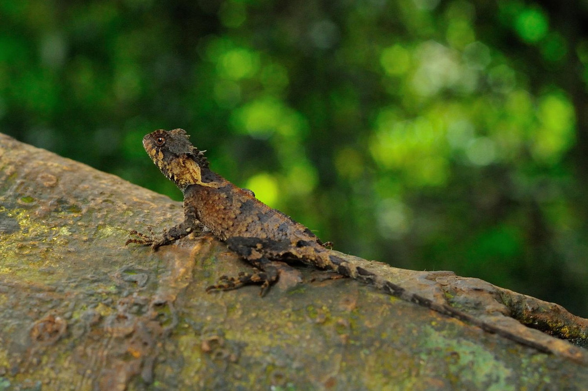 Ô rô vảy (Acanthosaura lepidogaster). Kích cỡ: Dài thân 5-10 cm, dài đuôi 7-20 cm. Khu vực phân bố: Cao Bằng, Lào Cai, Yên Bái, Bắc Thái (cũ), Lạng Sơn, Vĩnh Phú (cũ), Hà Tây (cũ), Hòa Bình, Hà Nội, Quảng Ninh, Ninh Bình, Nghệ An, Hà Tĩnh, Quảng Trị, Gia Lai, Kom Tum, Lâm Đồng. Ảnh: Thai National Parks.