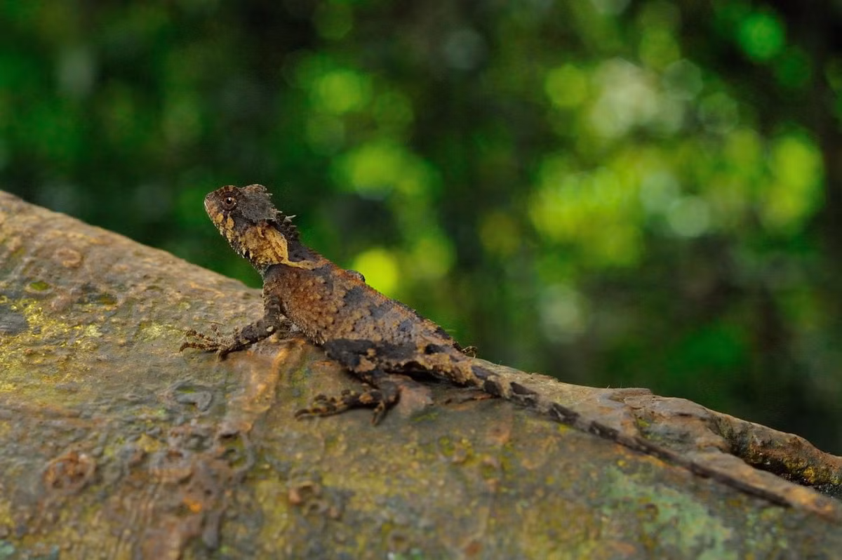 Ô rô vảy (Acanthosaura lepidogaster). Kích cỡ: Dài thân 5-10 cm, dài đuôi 7-20 cm. Khu vực phân bố: Cao Bằng, Lào Cai, Yên Bái, Bắc Thái (cũ), Lạng Sơn, Vĩnh Phú (cũ), Hà Tây (cũ), Hòa Bình, Hà Nội, Quảng Ninh, Ninh Bình, Nghệ An, Hà Tĩnh, Quảng Trị, Gia Lai, Kom Tum, Lâm Đồng. Ảnh: Thai National Parks.