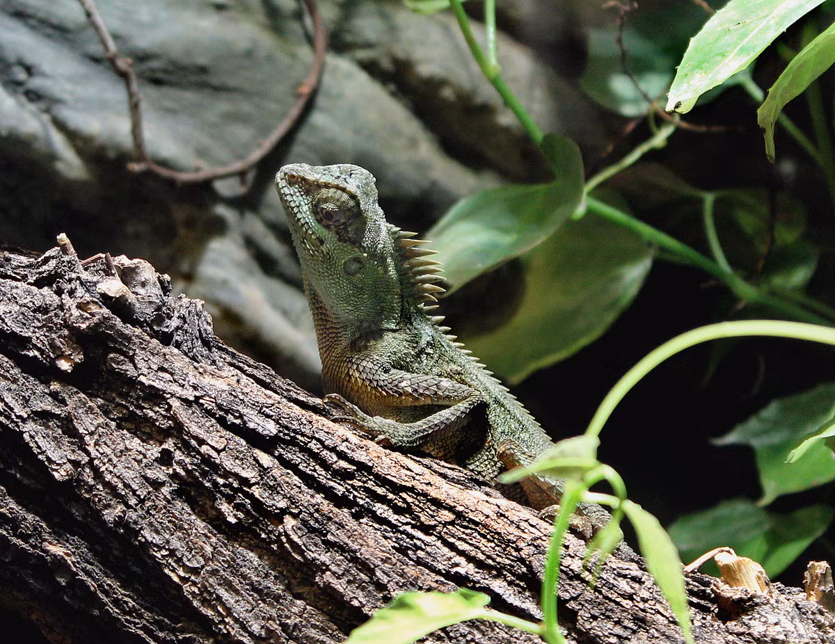 Nhông Capra (Acanthosaura capra). Kích cỡ: Dài thân 9-14 cm, dài đuôi 14-18 cm. Khu vực phân bố: Khánh Hoà, Lâm Đồng, Đồng Nai, Bình Phước, Tây Ninh. Ảnh: Wikipedia.