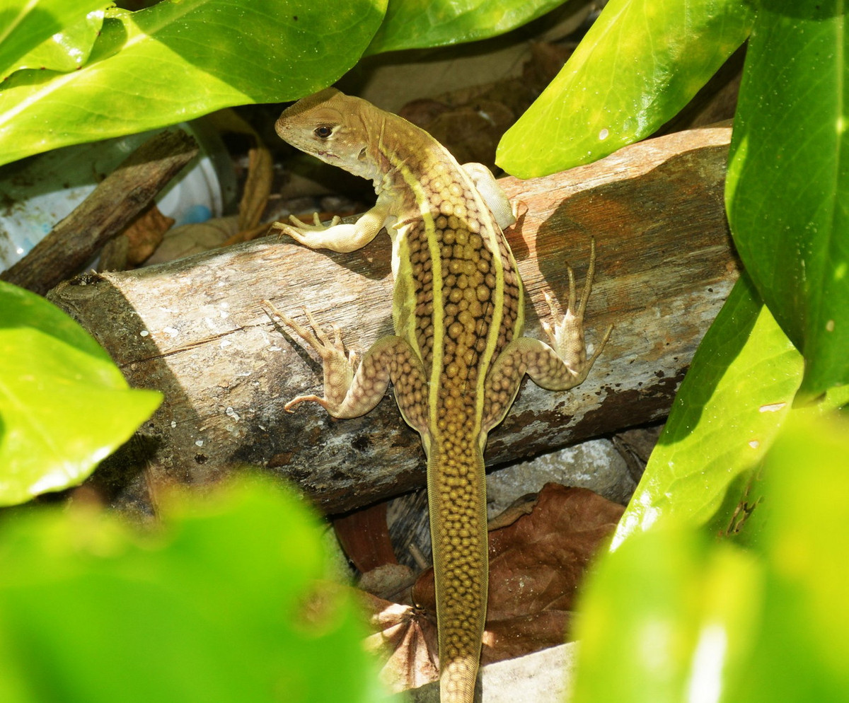 Nhông cát Ngô Văn Trí (Leiolepis ngovantrii). Kích cỡ: Dài thân 10-12 cm, dài đuôi 18-22 cm. Khu vực phân bố: Loài mới phát hiện năm 2010 ở Khu bảo tồn thiên nhiên Bình Châu – Phước Bửu thuộc tỉnh Bà Rịa – Vũng Tàu. Ảnh: Reptiles and Amphibians of Viet Nam.