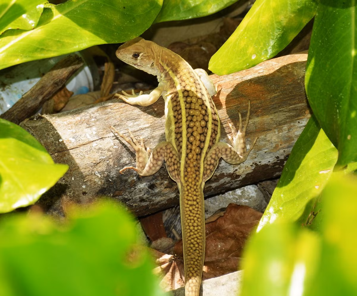 Nhông cát Ngô Văn Trí (Leiolepis ngovantrii). Kích cỡ: Dài thân 10-12 cm, dài đuôi 18-22 cm. Khu vực phân bố: Loài mới phát hiện năm 2010 ở Khu bảo tồn thiên nhiên Bình Châu – Phước Bửu thuộc tỉnh Bà Rịa – Vũng Tàu. Ảnh: Reptiles and Amphibians of Viet Nam.