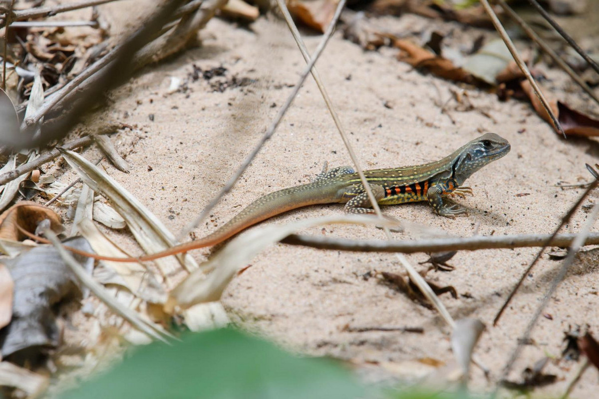 Nhông cát Belly (Leiolepis belliana). Kích cỡ: Dài thân 10-11 cm, dài đuôi 28-30 cm. Khu vực phân bố: Hầu khắp các tỉnh từ Bắc vào Nam. Ảnh: Thai National Parks.