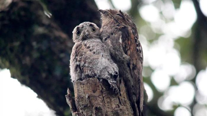 Lông có màu nâu đặc trưng, giúp chim ngụy trang, tránh nguy hiểm rất xuất sắc.