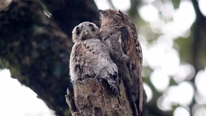 Lông có màu nâu đặc trưng, giúp chim ngụy trang, tránh nguy hiểm rất xuất sắc.