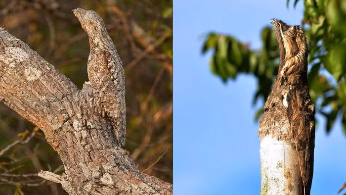 Ngay cả người tinh mắt cũng rất khó phát hiện loài chim này khi chúng đang đậu ở một cành cây nào đó.