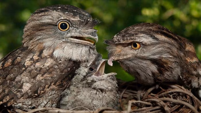 Loài chim này sống rất trách nhiệm bởi cả chim trống và chim mái sau khi đẻ, cùng thay nhau ấp trứng và nuôi con.