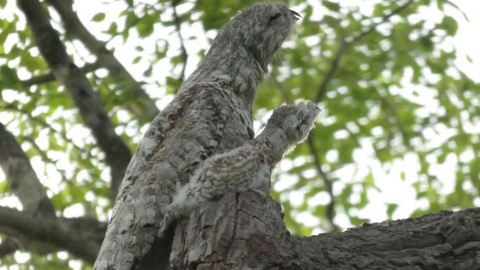 Chim Potoo xứng đáng được điểm 10 cho khả năng ngụy trang.