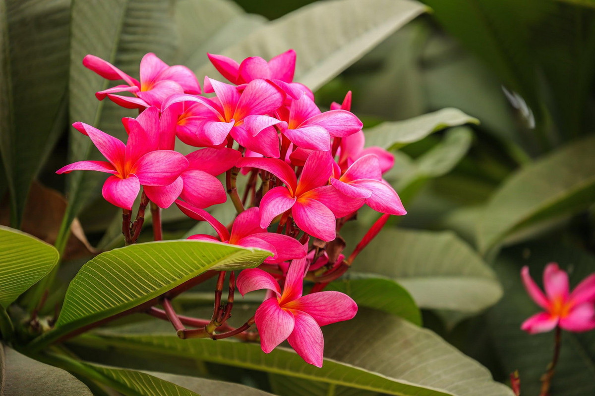 Đại hoa đỏ (Plumeria rubra) cao 15 mét, phân bố ở Trung Mỹ. Hoa của loài cây cảnh phổ biến này tỏa hương vào ban đêm, thu hút loài ngài nhân sư đến thụ phấn. Ảnh: Brisbane Plant Nursery.