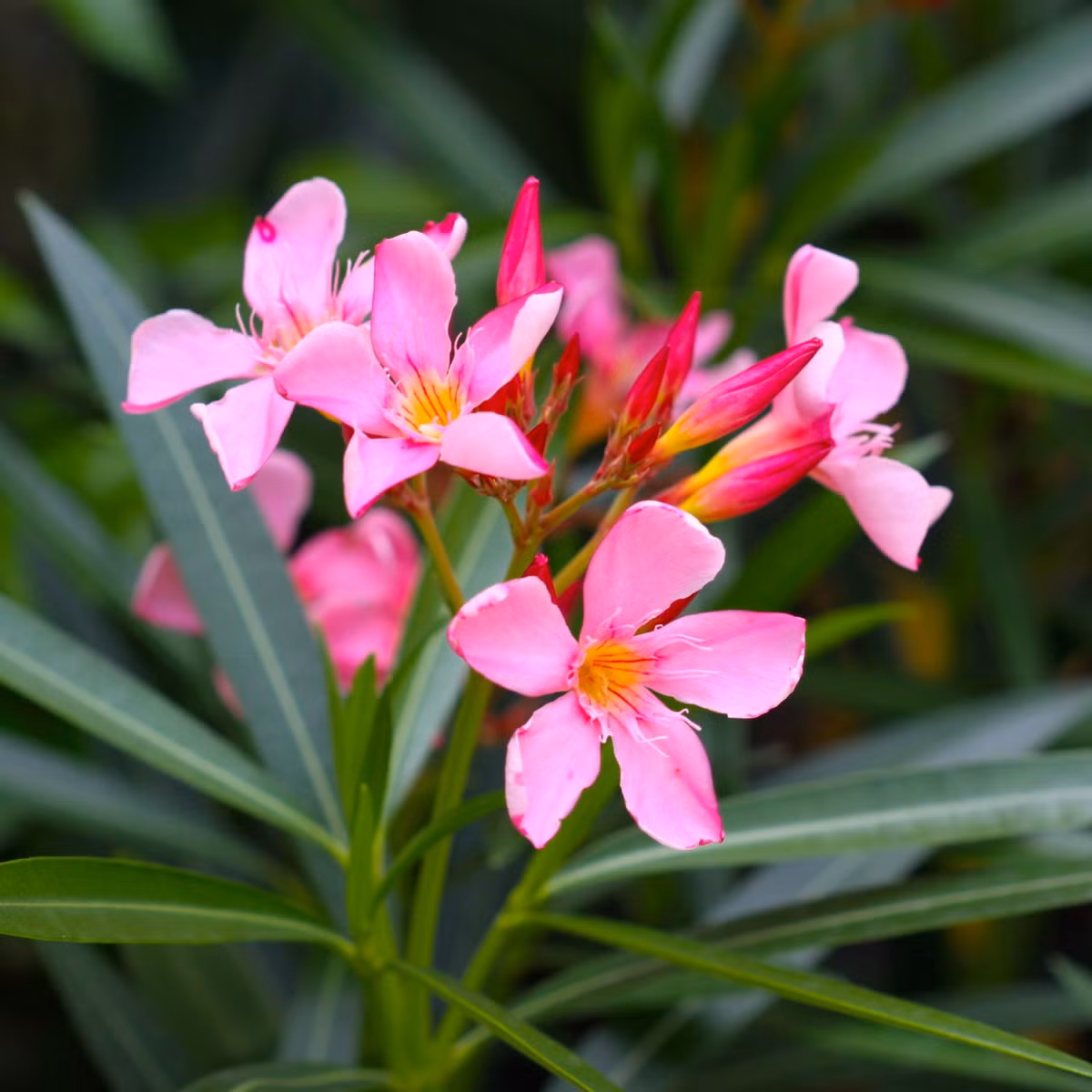 Trúc đào (Nerium oleander) cao 4 mét, thường mọc bên bờ suối từ Địa Trung Hải đến Trung Quốc. Tất cả các bộ phận của loài cây bụi thường xanh này có độc. Chúng được trồng làm cảnh ở nhiều nơi nhờ có các cụm hoa màu hồng . Ảnh: Seed2Plant.