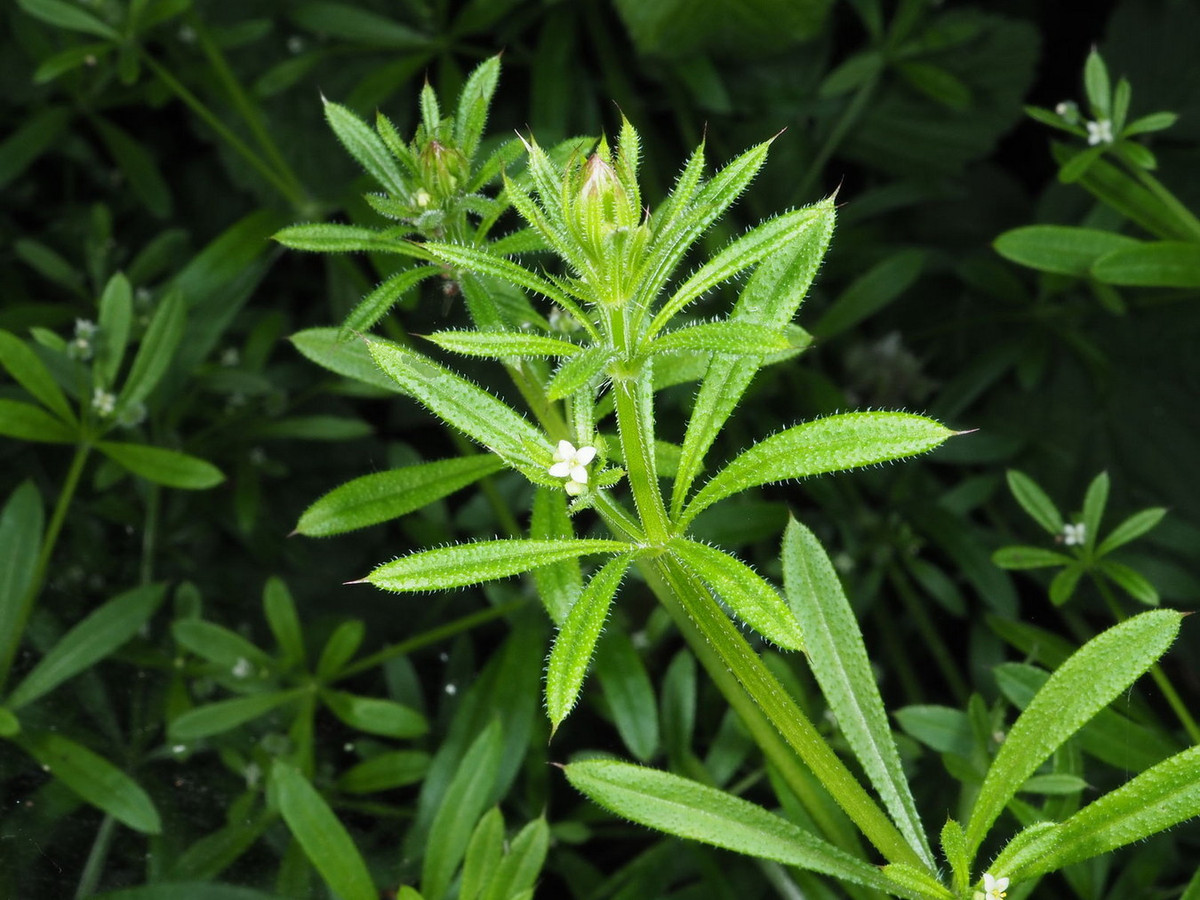 Vấn vương (Galium aparine) cao 3 mét, có nguồn gốc từ châu Âu và Tây Á. Loài cỏ dại có hại cho nông nghiệp này có gai trên thân và mép lá, dính vào lông động vật và phát tán đi khắp nơi. Ảnh: Plants of the World Online.