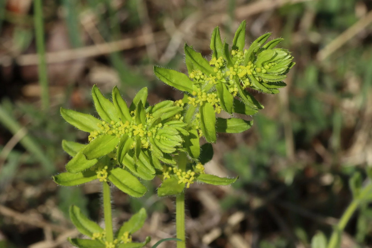 Cỏ chữ thập (Cruciata laevipes) cao 60 cm, mọc trên các bãi cỏ khắp châu Âu và châu Á. Loài cây lưu niên này có lá mọc vòng hình chữ thập trên thân và các cụm hoa thơm hương mật ong. Ảnh: Blumen und Natur.