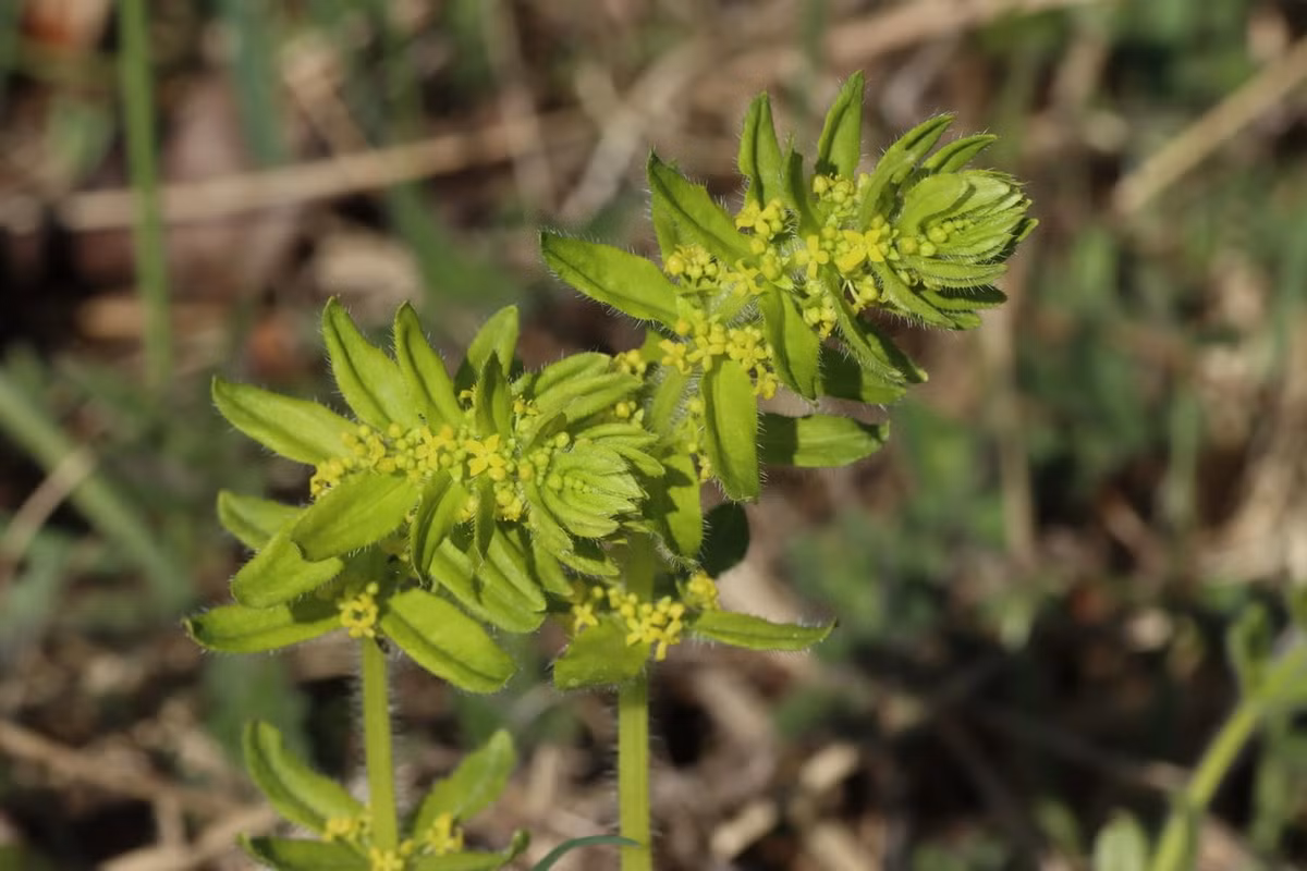 Cỏ chữ thập (Cruciata laevipes) cao 60 cm, mọc trên các bãi cỏ khắp châu Âu và châu Á. Loài cây lưu niên này có lá mọc vòng hình chữ thập trên thân và các cụm hoa thơm hương mật ong. Ảnh: Blumen und Natur.