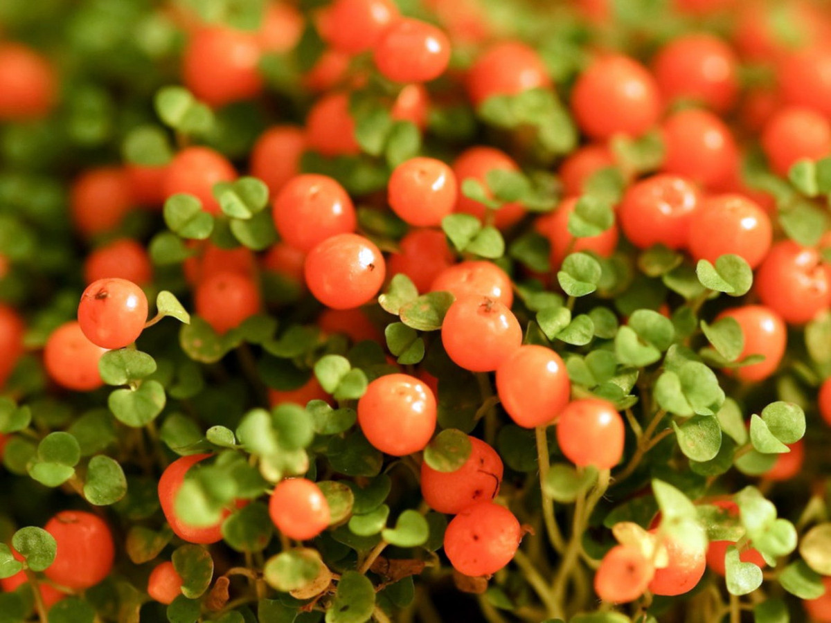 Cây hạt cườm (Nertera granadensis) cao 15 cm, là thực vật bản địa ở Australia, New Zealand và Nam Mỹ. Loài cây lưu niên này có lá nhỏ li ti, hoa màu xanh lục, cho ra quả trông giống hạt cườm. Ảnh: Gardening Know How.