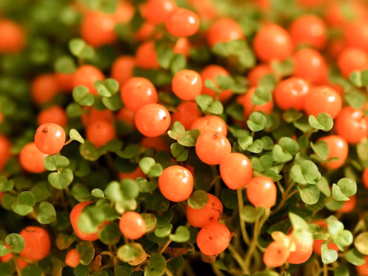 Cây hạt cườm (Nertera granadensis) cao 15 cm, là thực vật bản địa ở Australia, New Zealand và Nam Mỹ. Loài cây lưu niên này có lá nhỏ li ti, hoa màu xanh lục, cho ra quả trông giống hạt cườm. Ảnh: Gardening Know How.