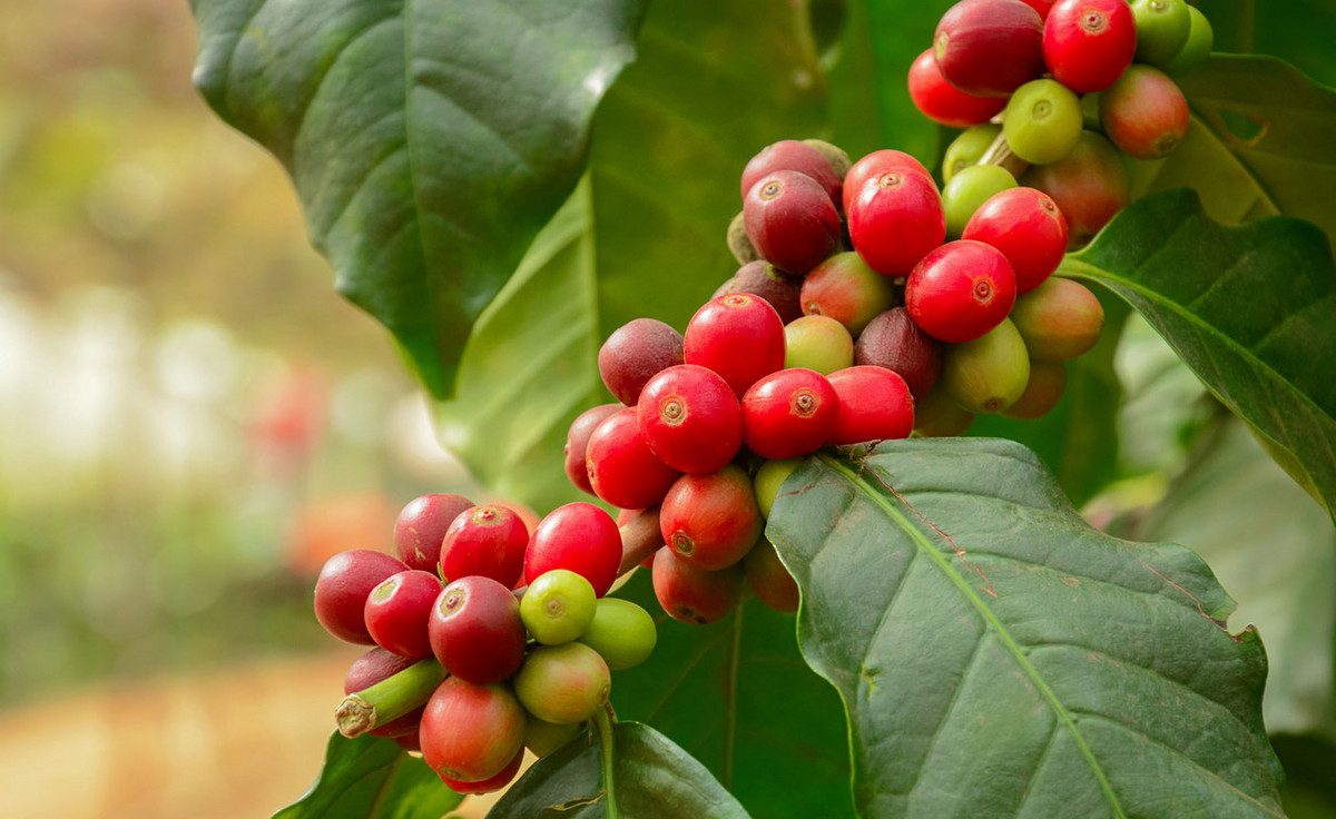 Cà phê (Coffea arabica) cao 10 mét, là thực vật bản địa Ethiopia. Loài cây bụi thường xanh này đã được đưa đến trồng ở nhiều nơi để thu hoạch hạt bên trong các chùm quả đỏ thẫm, là nguyên liệu làm ra cà phê. Ảnh: myGarden.com.