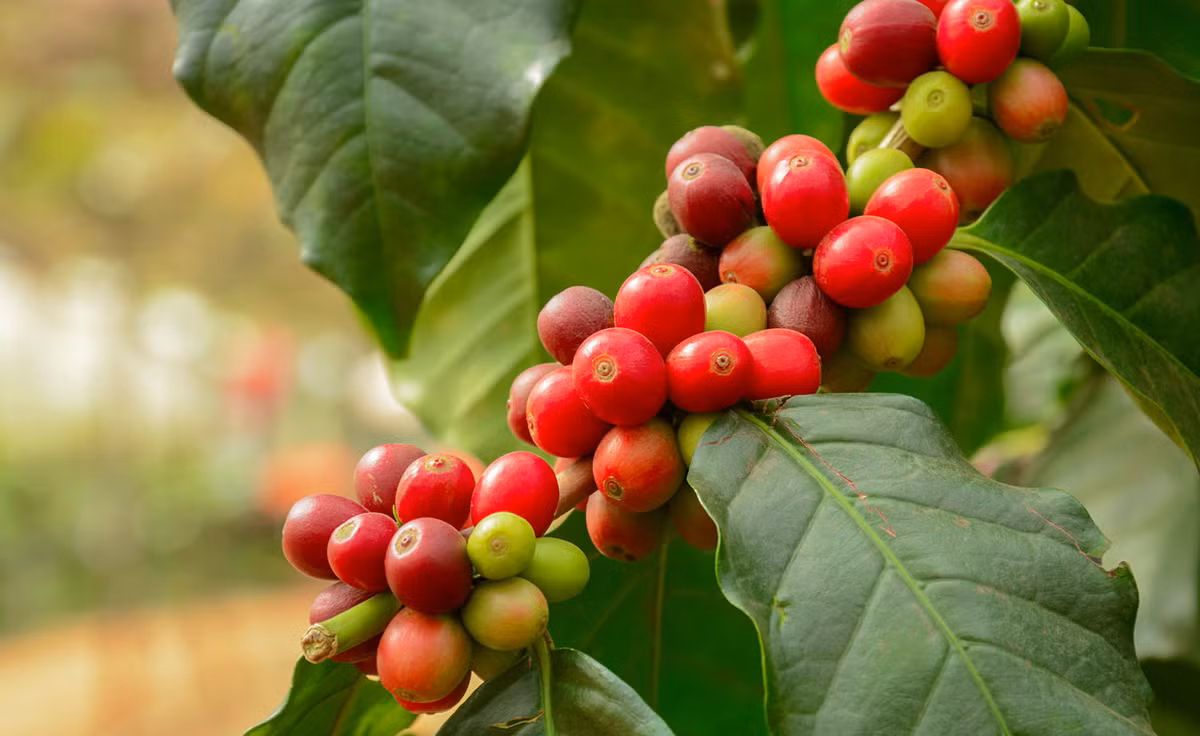 Cà phê (Coffea arabica) cao 10 mét, là thực vật bản địa Ethiopia. Loài cây bụi thường xanh này đã được đưa đến trồng ở nhiều nơi để thu hoạch hạt bên trong các chùm quả đỏ thẫm, là nguyên liệu làm ra cà phê. Ảnh: myGarden.com.