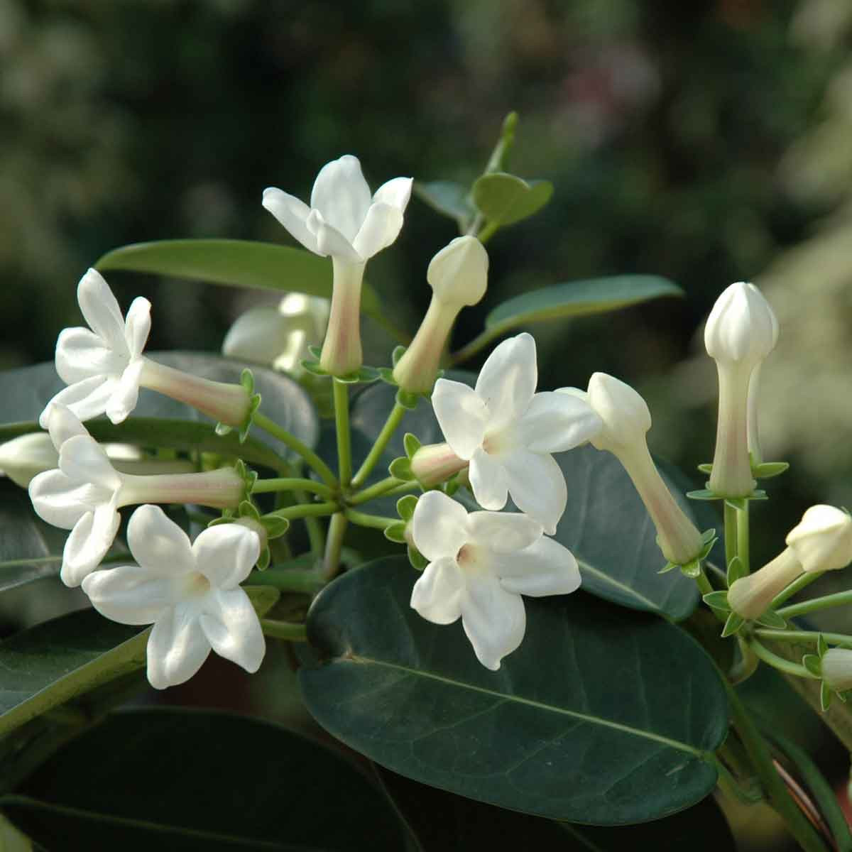 Nhài Madagascar (Stephanotis floribunda) cao 6 mét, có nguồn gốc từ Madagascar. Loài cây dây leo thân gỗ này có lá dày và dai, các cụm hoa thơm màu trắng có bề mặt như phủ sáp. Đây là cây trồng trong nhà kính phổ biến. Ảnh: Viridea.