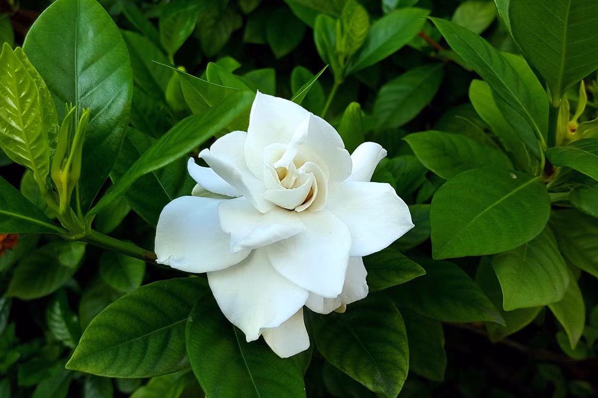 Dành dành (Gardenia augusta) cao 2 mét, phân bố rộng ở châu Á. Loài cây bụi thường xanh này có hoa thơm, màu trắng, ngả vàng theo thời gian. Quả chín giống quả mọng màu vàng tươi có thể dùng làm thuốc nhuộm tự nhiên. Ảnh: Brisbane Plant Nursery.