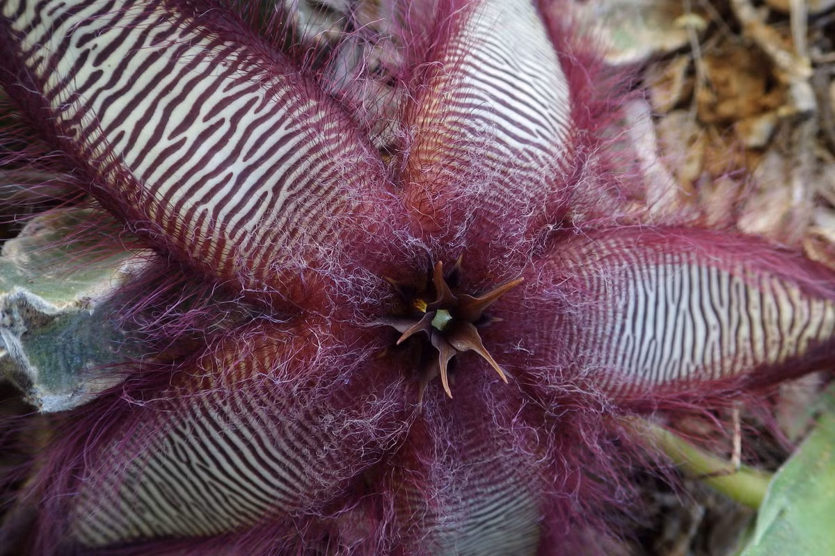 Hoa thịt thối (Stapelia gettleffii) cao 30 cm, có nguồn gốc từ miền Nam châu Phi. Hoa của loài thực vật mọng nước này có sọc ngang hoặc vết lốm đốm, có mùi thịt thối để thu hút ruồi đến thụ phấn. Ảnh: Plants of the World Online.