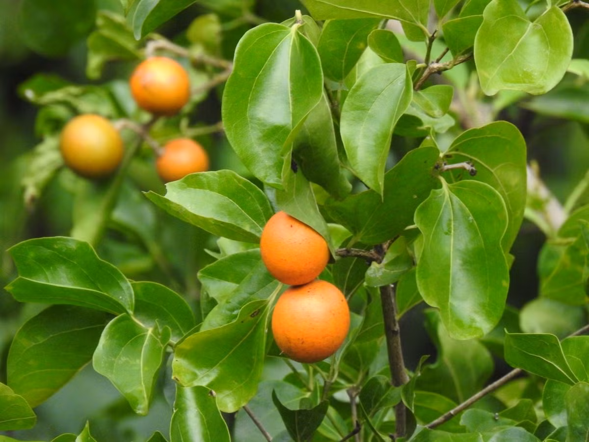 Mã tiền (Strychnos nux-vomica) cao 25 mét, phân bố ở Đông Nam Á. Chất độc stricnin được điều chế từ hạt của loài cây thân gỗ thường xanh này. Ảnh: iNaturalist.