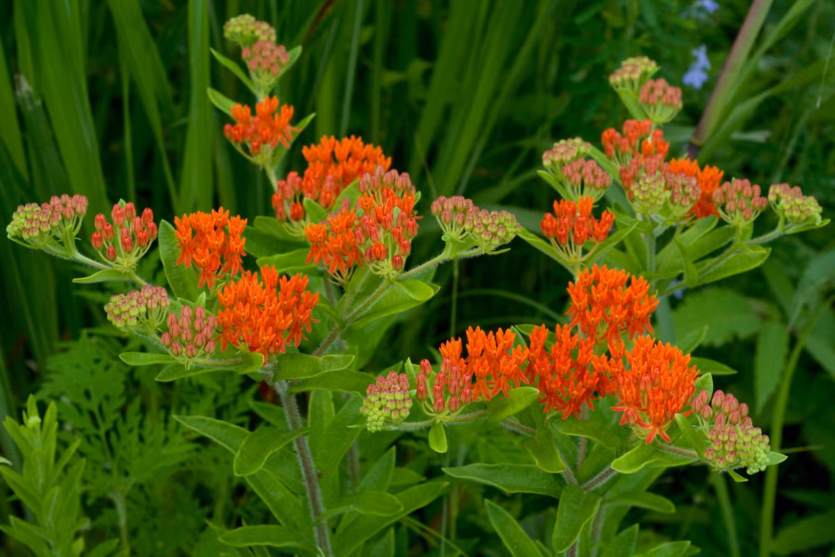 Bông tai bướm (Asclepias tuberosa) cao 75 cm, thường mọc trên đồng cỏ và ven đường ở Đông Bắc Mỹ. Người bản xứ châu Mỹ nhai rễ loài cây lưu niên này để chữa bệnh viêm màng phổi. Ảnh: Wikipedia.