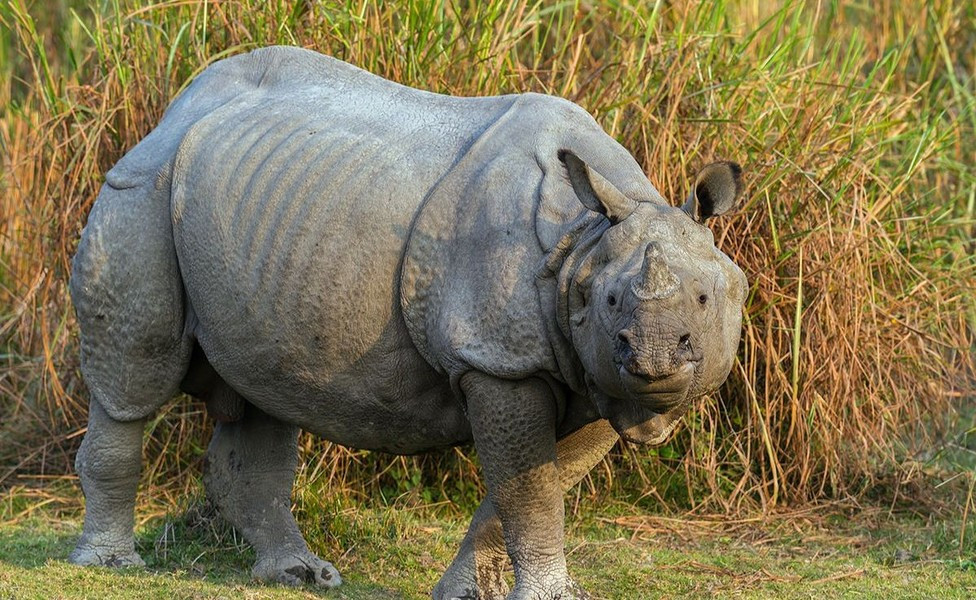 Với số lượng trên dưới 2.000 cá thể, chúng được xếp vào diện Sắp nguy cấp. Đây là loài tê giác châu Á có số phận khả quan nhất, nhờ chương trình bảo tồn thành công ở các Vườn quốc gia Kaziranga và Manas ở Ấn Độ và Vườn hoàng gia Chitwan ở Nepal.