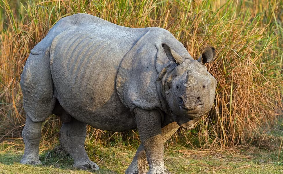 Với số lượng trên dưới 2.000 cá thể, chúng được xếp vào diện Sắp nguy cấp. Đây là loài tê giác châu Á có số phận khả quan nhất, nhờ chương trình bảo tồn thành công ở các Vườn quốc gia Kaziranga và Manas ở Ấn Độ và Vườn hoàng gia Chitwan ở Nepal.