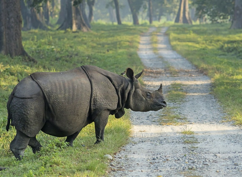 Tê giác Java hay tê giác một sừng (Rhinoceros sondaicus) là một loài tê giác bản địa Đông Nam Á. Chúng dài 3 - 3,5 mét, chỉ có một sừng, bộ da có nếp gấp giống tê giác Ấn Độ - loài họ hàng cùng chi Rhinoceros. Sừng tê giác Java nhỏ nhất trong 5 loài tê giác.