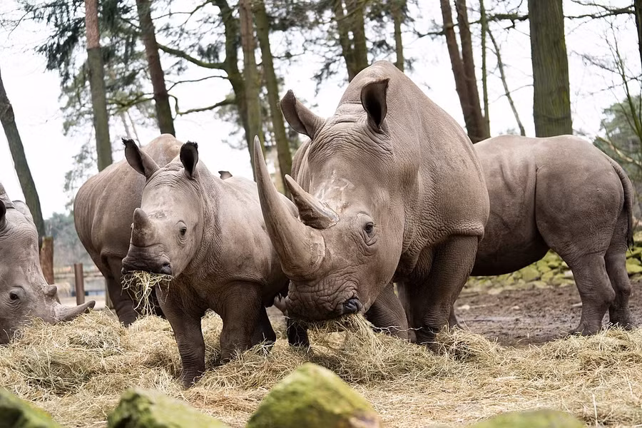 Có hai phân loài tê giác trắng: Tê giác trắng phương Nam và Tê giác trắng phương Bắc. Trong đó, tê giác trắng phương Nam là quần thể tê giác phổ biến nhất trên thế giới, với dân số khoảng 20.000 con. Chúng thuộc diện sắp bị đe dọa trong Sách Đỏ IUCN.