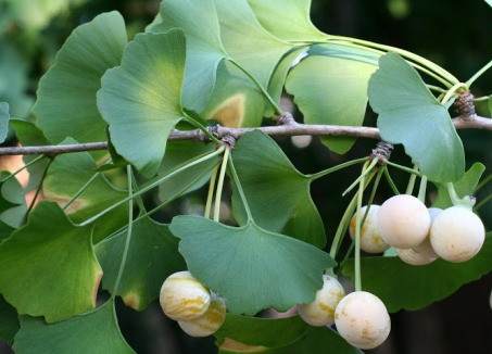  Cây cảnh bạch quả có thể trồng ở dưới đất và trong chậu, có thể sống hàng trăm năm, làm vật gia truyền để lại cho con cháu.