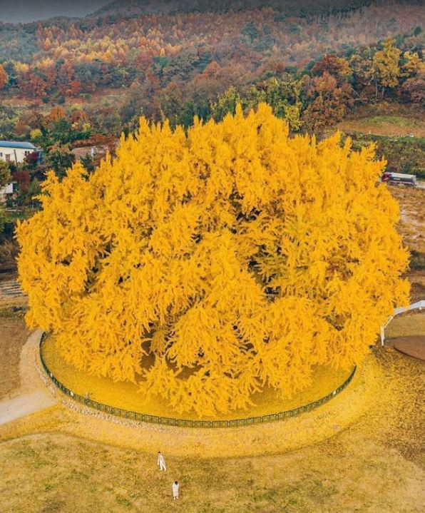  Cây bạch quả cao và uy nghiêm, lá sạch và đẹp, có khả năng chống ô nhiễm khói nhất định và có thể thanh lọc không khí, rất ít bệnh tật và côn trùng gây hại.