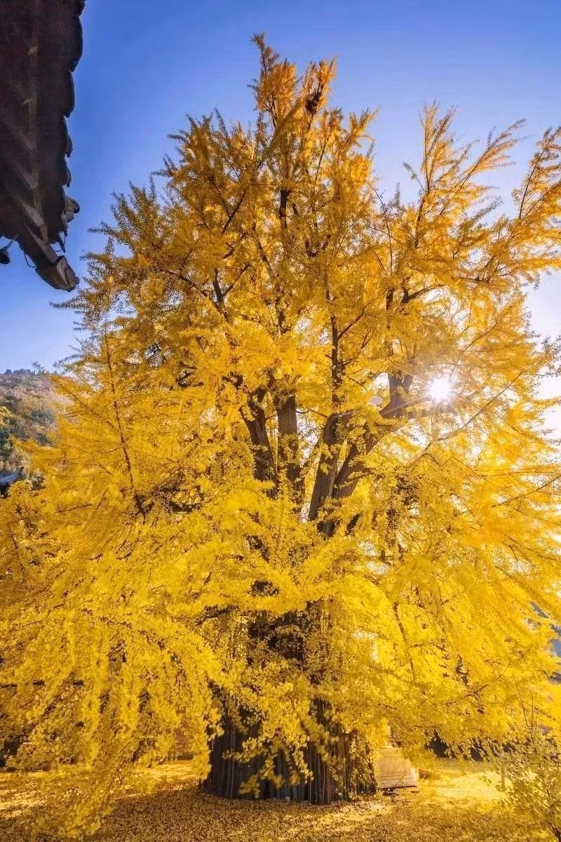 Bạch quả (tên khoa học là Ginkgo biloba) còn có tên gọi khác là ngân hạnh, dẻ quạt, là loài cây thân gỗ thuộc họ Bạch quả (Ginkgoaceae). Loài cây này bắt nguồn từ Trung Quốc và thường được trồng nhiều ở Trung Quốc, Hàn Quốc hoặc Nhật Bản. Ở Việt Nam, cây bạch quả mọc rải rác ở một số tỉnh miền Bắc. 