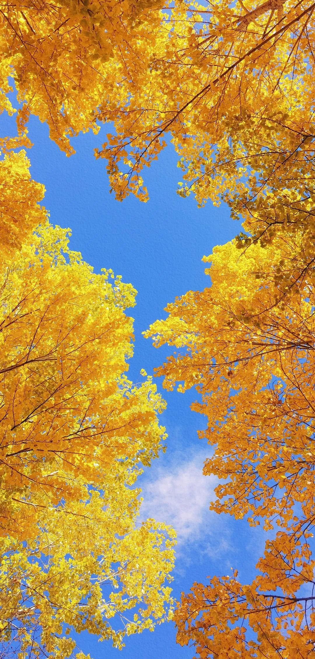 Cây bạch quả tượng trưng cho tình yêu vĩnh cửu, bình an và trường thọ. Cây cảnh này có thể được tặng cho những người lớn tuổi trong gia đình để cầu mong sự trường thọ, hạnh phúc và sức khỏe. Nó cũng có thể được tặng cho người bạn đời của bạn để bày tỏ tình yêu và rằng bạn sẽ yêu cô ấy mãi mãi, sẽ bên cô ấy cho đến khi cô ấy già đi.