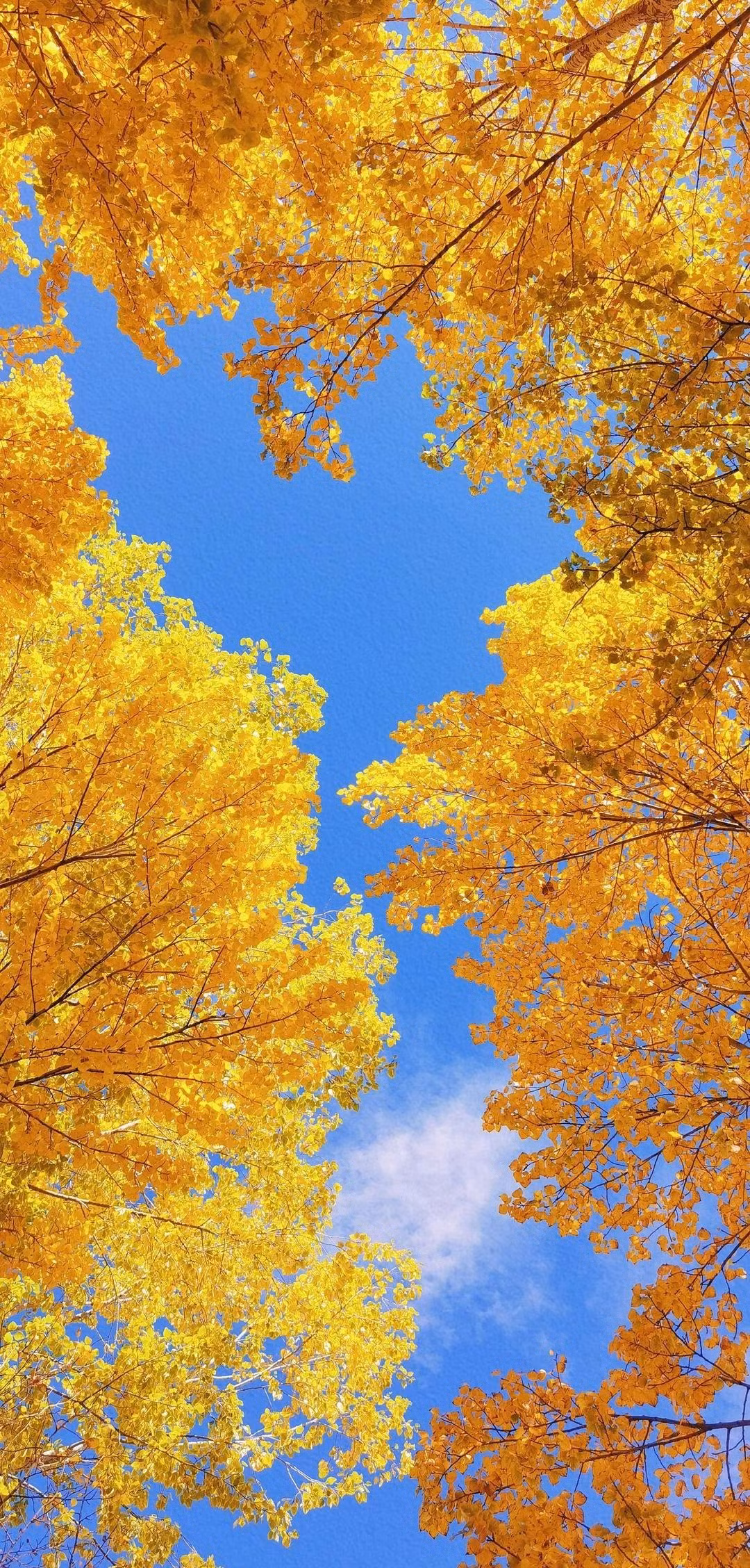 Cây bạch quả tượng trưng cho tình yêu vĩnh cửu, bình an và trường thọ. Cây cảnh này có thể được tặng cho những người lớn tuổi trong gia đình để cầu mong sự trường thọ, hạnh phúc và sức khỏe. Nó cũng có thể được tặng cho người bạn đời của bạn để bày tỏ tình yêu và rằng bạn sẽ yêu cô ấy mãi mãi, sẽ bên cô ấy cho đến khi cô ấy già đi.