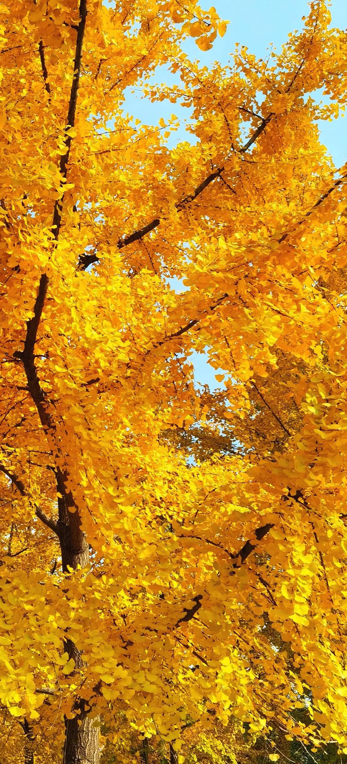 Tượng trưng cho tài lộc và sự giàu có: Lá của cây bạch quả chuyển sang màu vàng vào mùa thu, giống như bạn có cây vàng trong nhà. Theo thuyết phong thủy, bạch quả biểu trưng cho sự vương giả, thịnh vượng, giàu có. 
