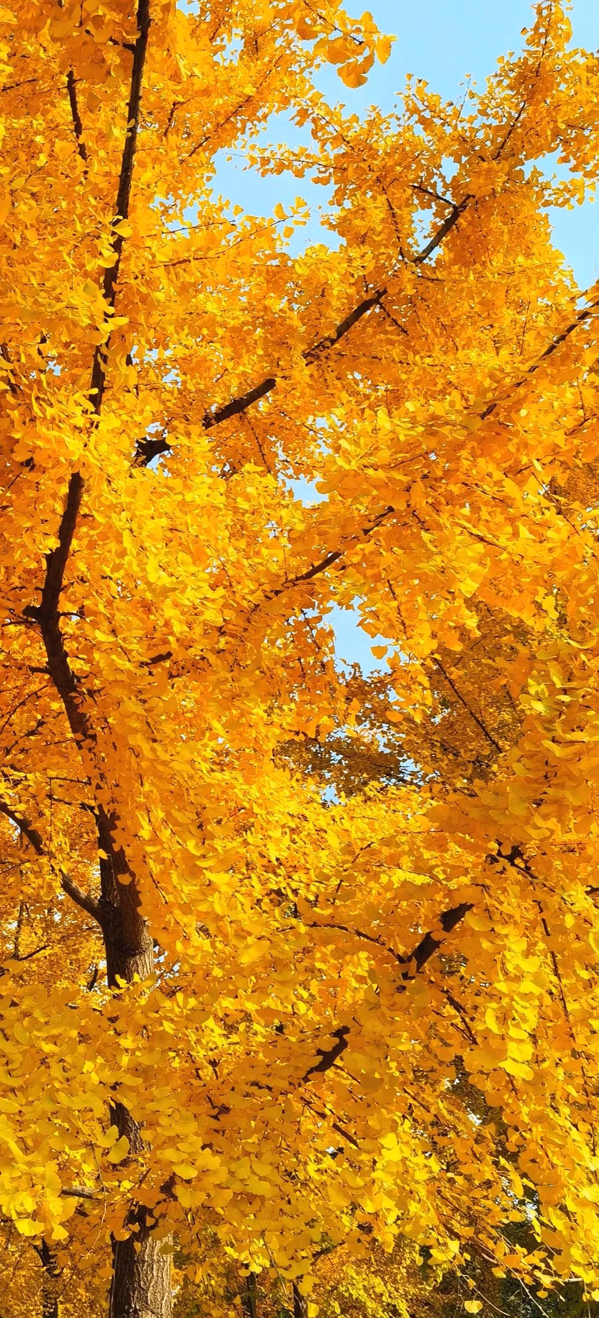 Tượng trưng cho tài lộc và sự giàu có: Lá của cây bạch quả chuyển sang màu vàng vào mùa thu, giống như bạn có cây vàng trong nhà. Theo thuyết phong thủy, bạch quả biểu trưng cho sự vương giả, thịnh vượng, giàu có. 